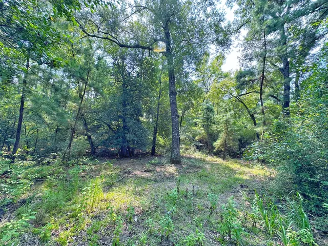 a view of a park with large trees