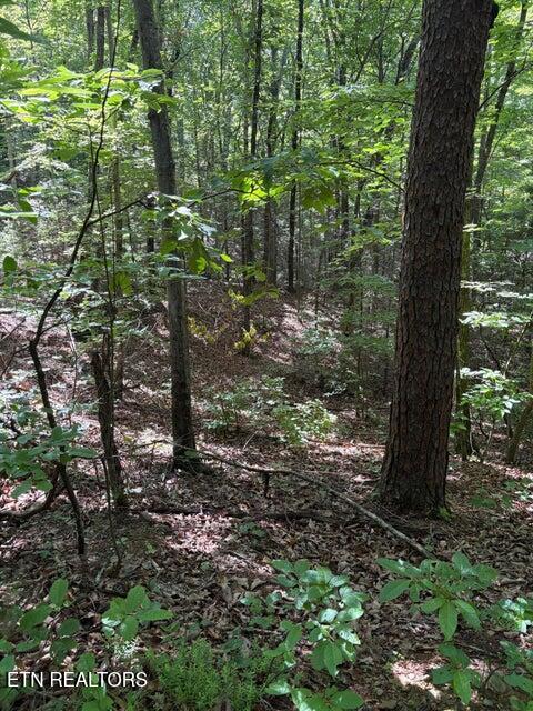 Lot 4 Old Furnace Road Tellico Plains, TN 37385 - Photo 12 of 13 12