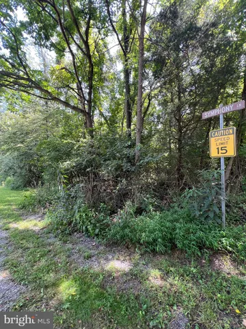 a view of a forest with a tree