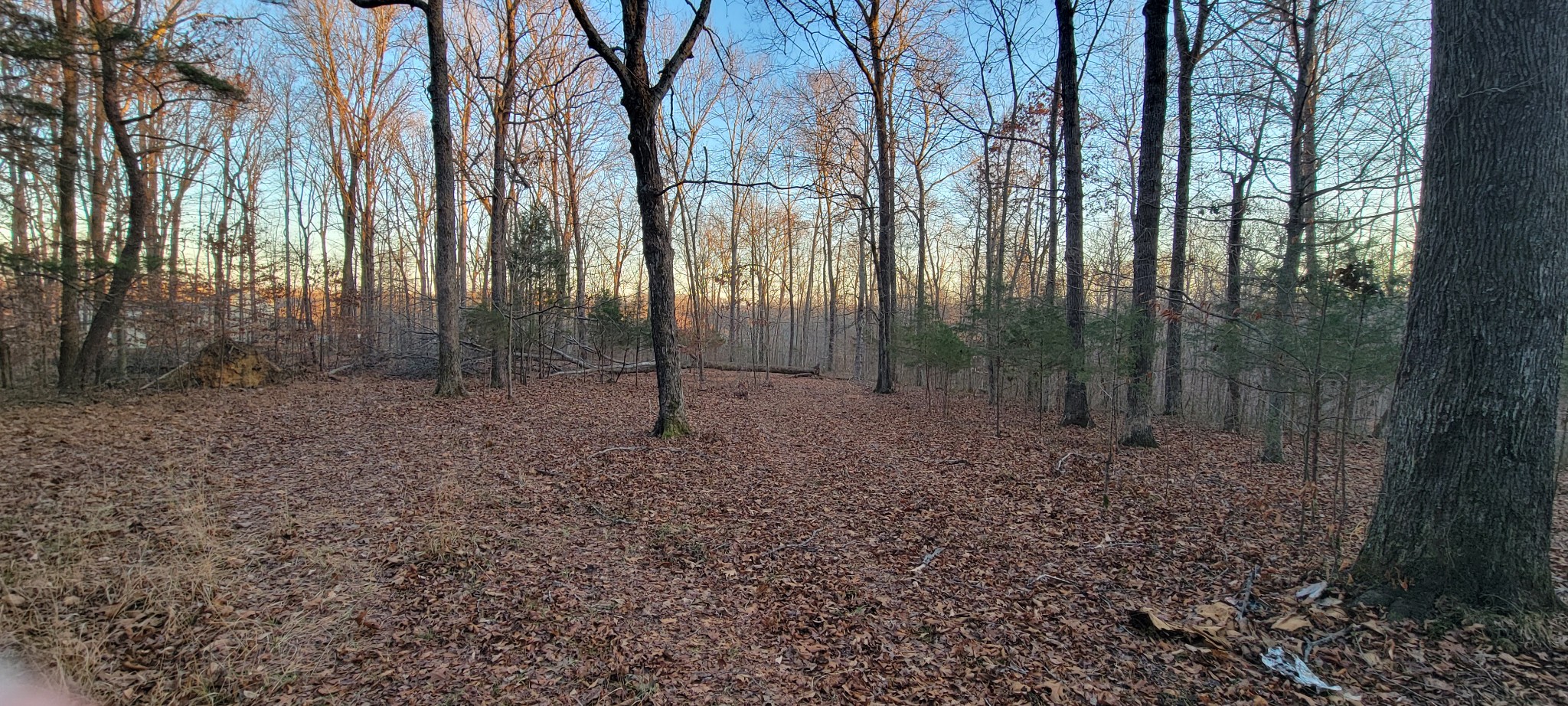 0 Old Lock A Road Charlotte, TN 37036 - Photo 11 of 31 a view of a forest with trees in the background