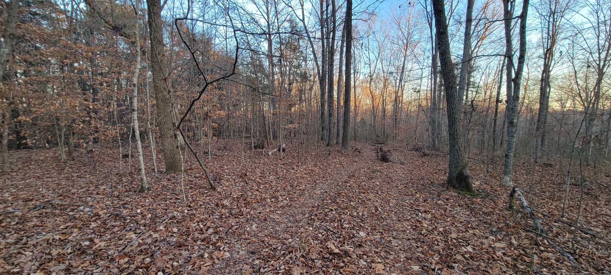 0 Old Lock A Road Charlotte, TN 37036 - Photo 18 of 31 a view of a forest with trees in the background