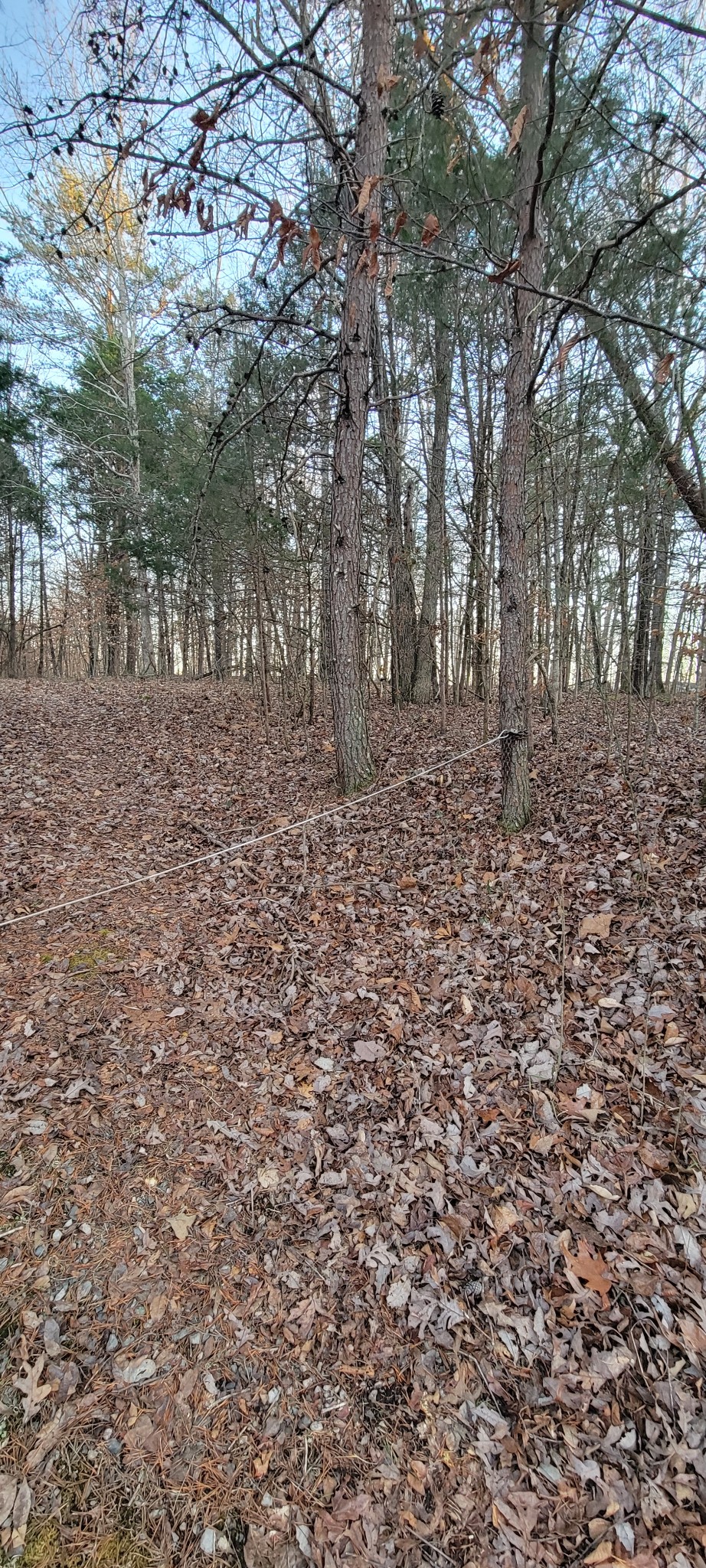 0 Old Lock A Road Charlotte, TN 37036 - Photo 24 of 31 a view of a yard with large trees