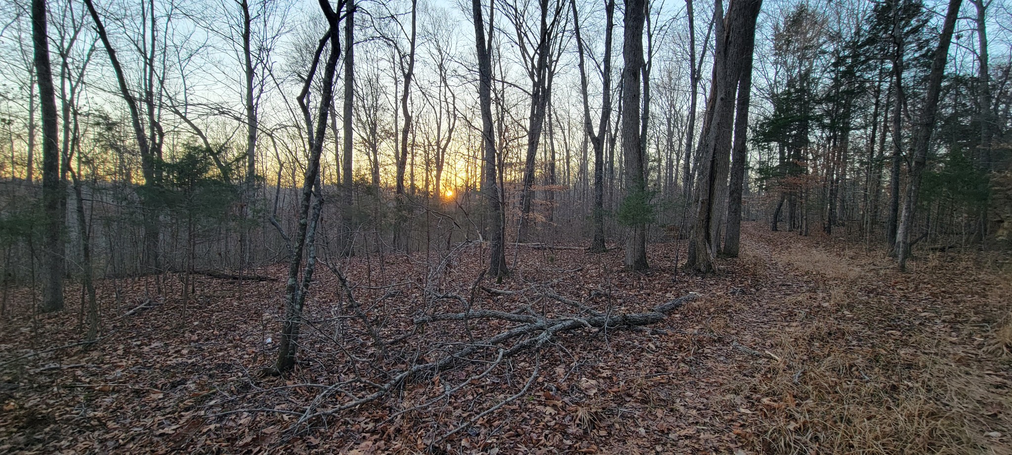 0 Old Lock A Road Charlotte, TN 37036 - Photo 7 of 31 a view of a forest with trees in the background