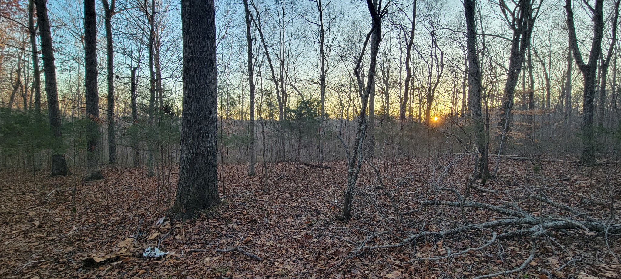 0 Old Lock A Road Charlotte, TN 37036 - Photo 9 of 31 a view of a forest