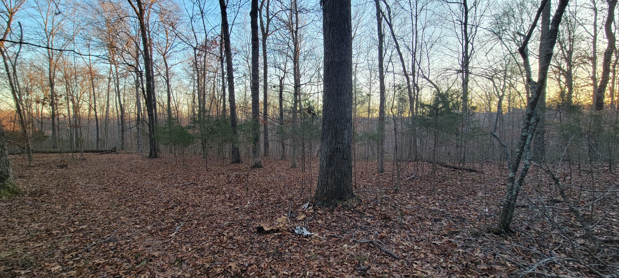 0 Old Lock A Road Charlotte, TN 37036 - Photo 10 of 31 a view of a forest filled with trees