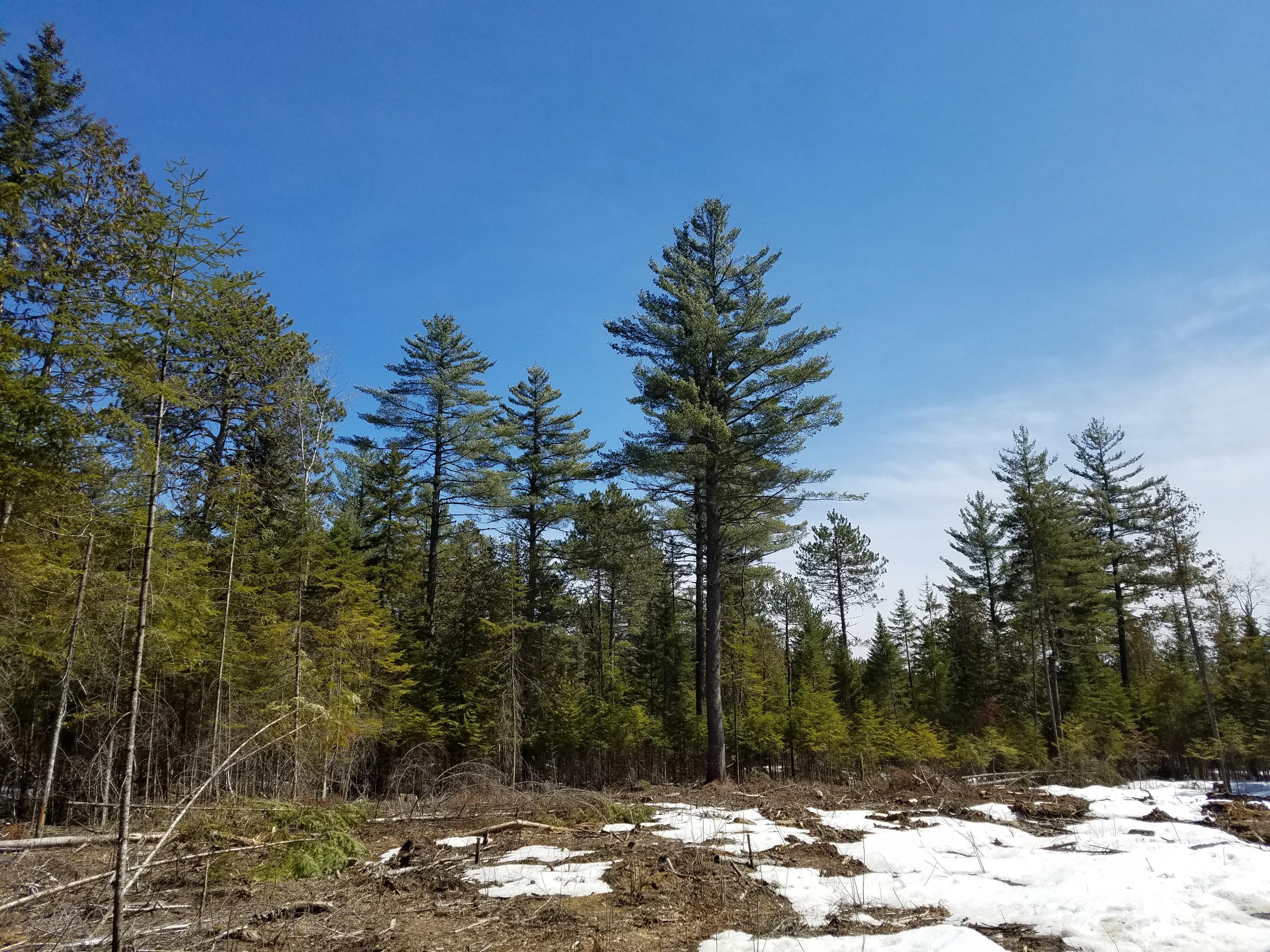 Tbd Tbd R03-lot 4) Eustis Ridge Road Eustis, ME 04936 - Photo 3 of 6 Cleared Part of Lot