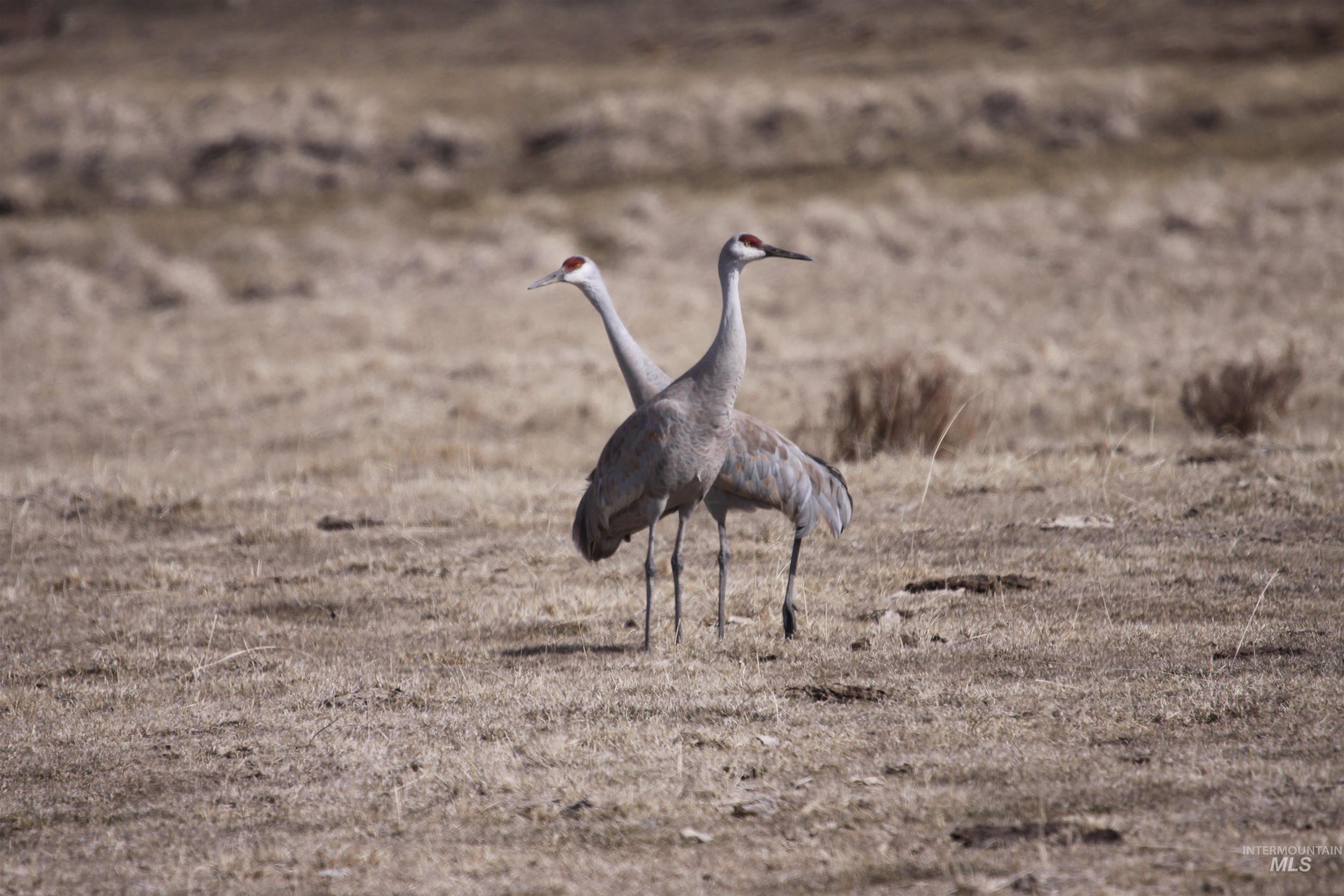 Northeast Little Camas Reservoir Road Mountain Home, ID 83647 - Photo 17 of 25