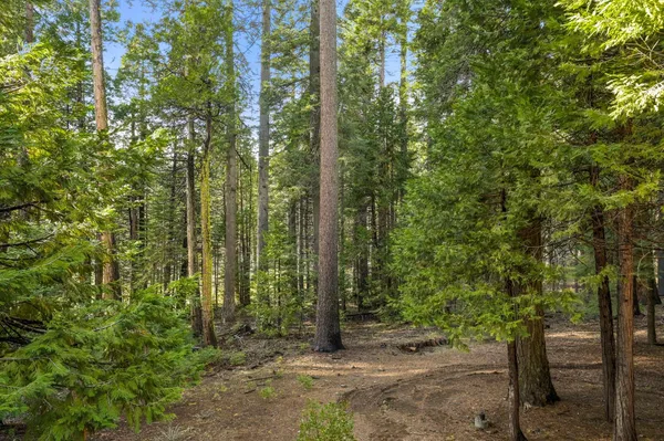 a view of a forest with trees