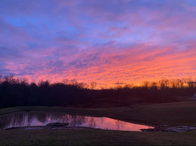 a view of a yard with an umbrella