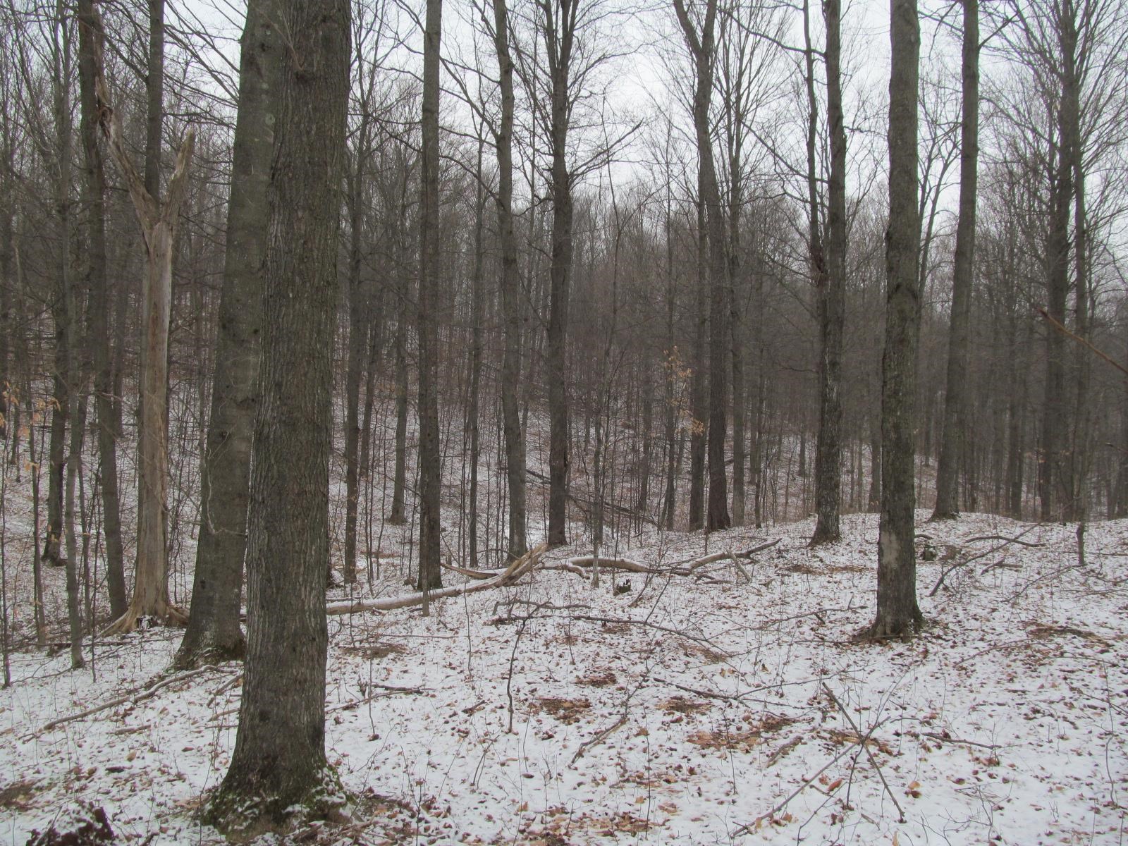 10-acres North 23 Road Mesick, MI 49668 - Photo 11 of 18