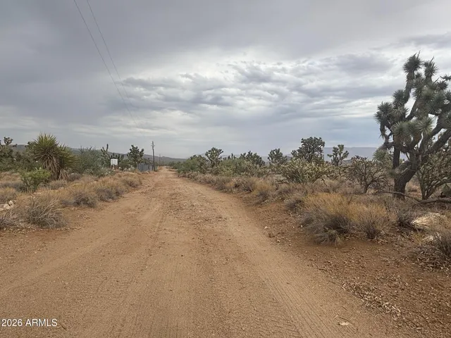 a view of a dry yard with lots of trees