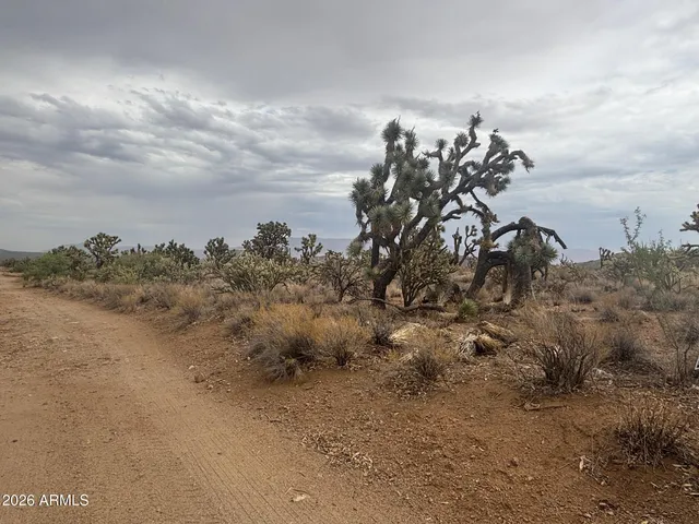 a view of a dry yard with trees