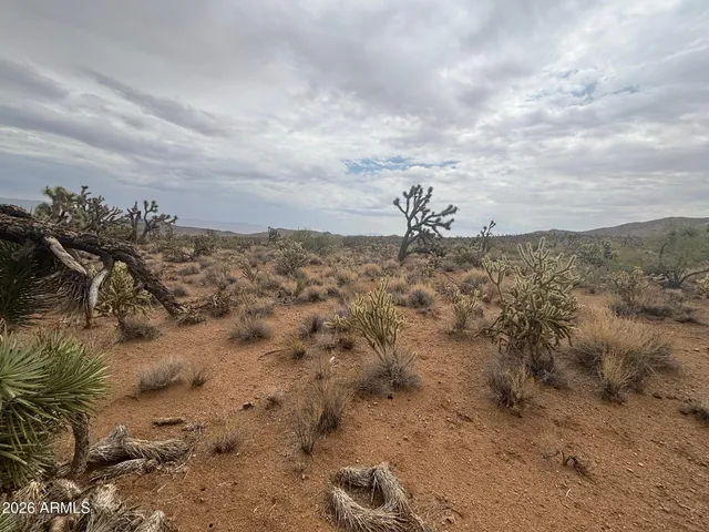 a view of a dry yard with wooden fence