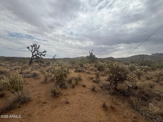 a view of a dry yard with lots of trees