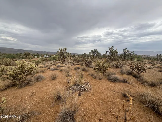 a view of a bunch of trees in a field