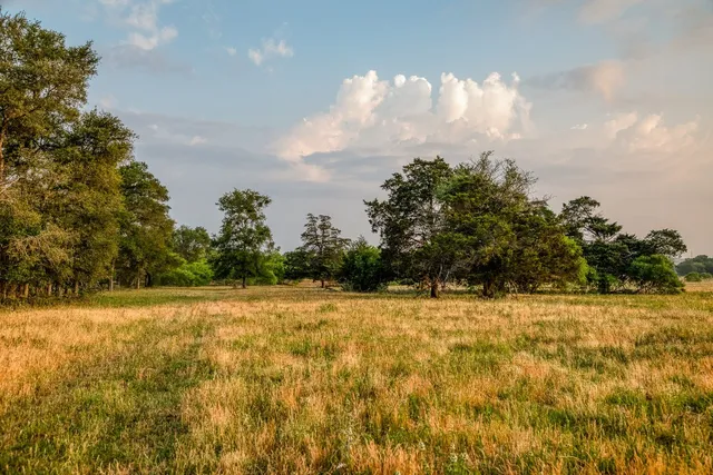 a view of a grassy field with trees