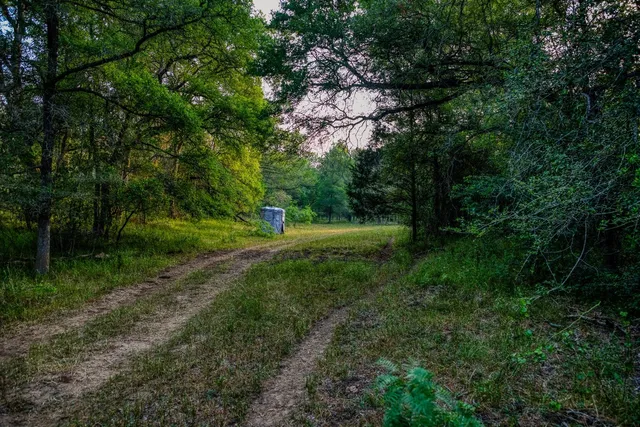 a view of a lush green forest