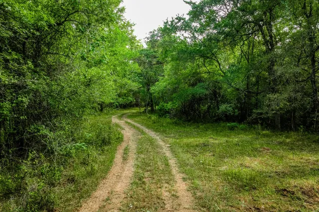 a view of a lush green forest with lots of trees