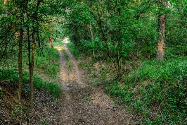 a view of a lush green forest