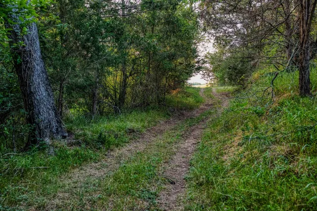 a big yard with lots of green space