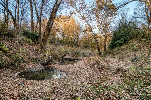 a view of a lush green forest