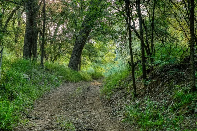 a big yard with lots of green space and deers