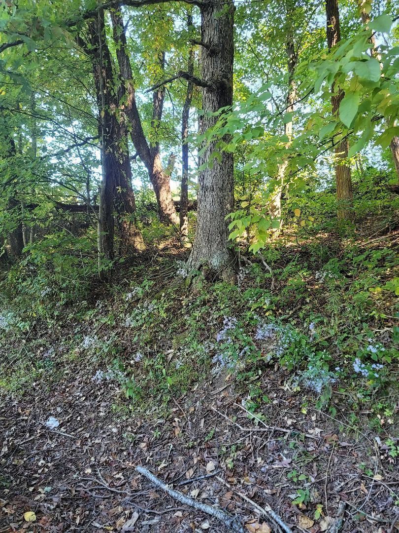 378 Bearfield Road Chuckey, TN 37641 - Photo 11 of 19 thumbnail (13)