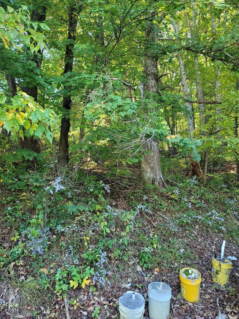 378 Bearfield Road Chuckey, TN 37641 - Photo 9 of 19 thumbnail (11)