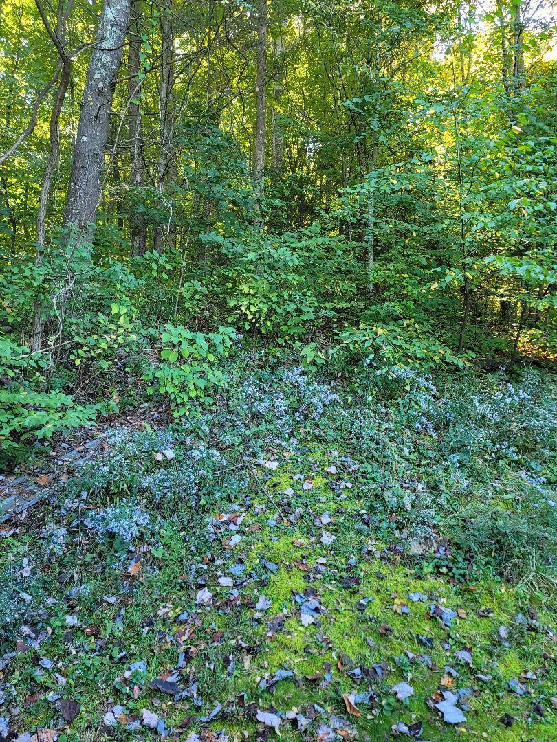 378 Bearfield Road Chuckey, TN 37641 - Photo 10 of 19 thumbnail (12)