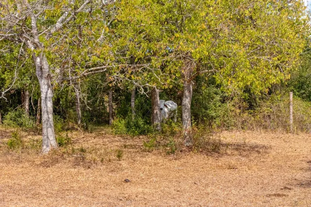 a view of a yard with trees