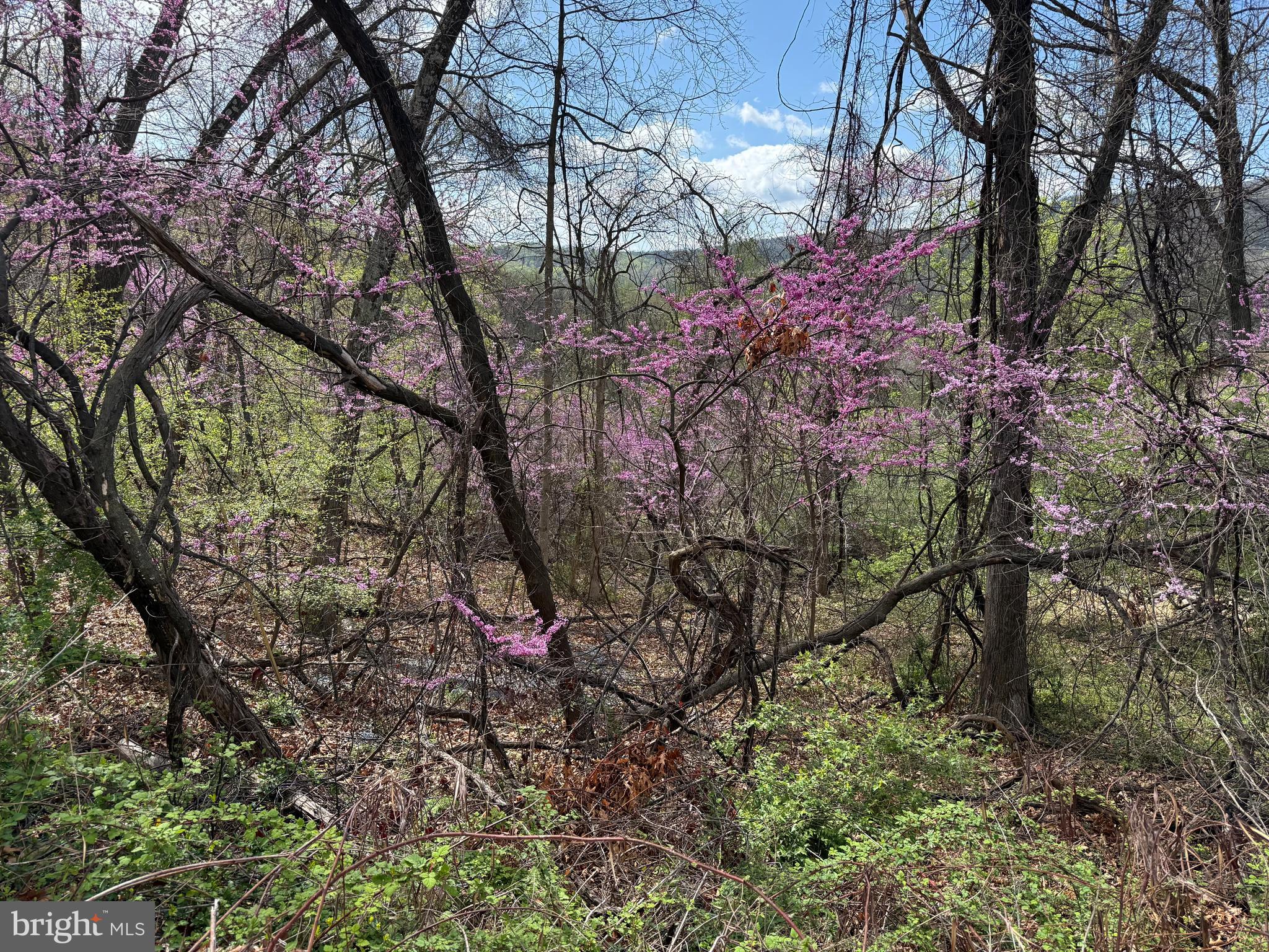 Lot 13 Jonathan Road Linden, VA 22642 - Photo 2 of 13 a view of a pathway with a tree