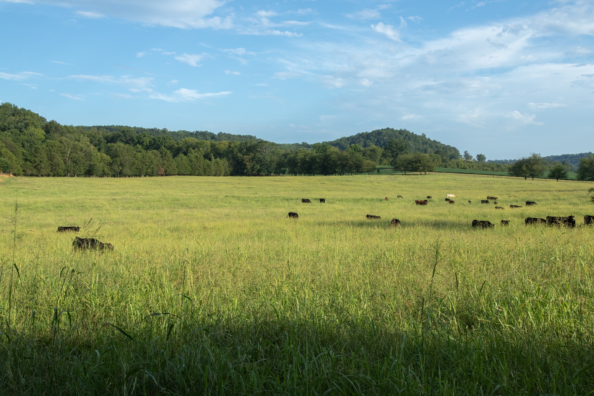 266 Locke Road Pulaski, TN 38478 - Photo 26 of 34 Gallery Image 26