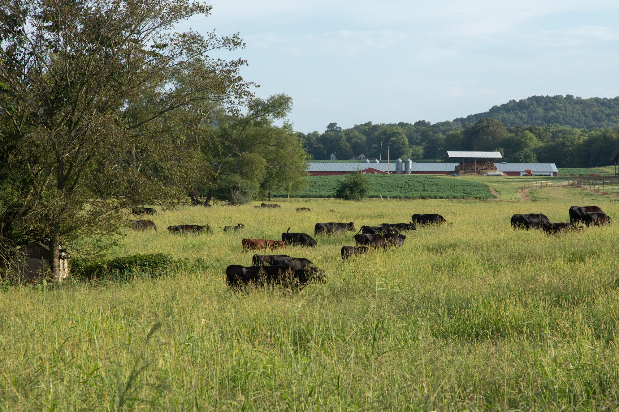 266 Locke Road Pulaski, TN 38478 - Photo 27 of 34 Gallery Image 27