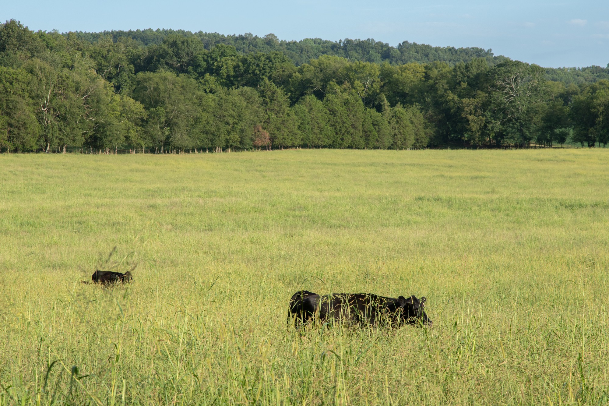 266 Locke Road Pulaski, TN 38478 - Photo 29 of 34 Gallery Image 29
