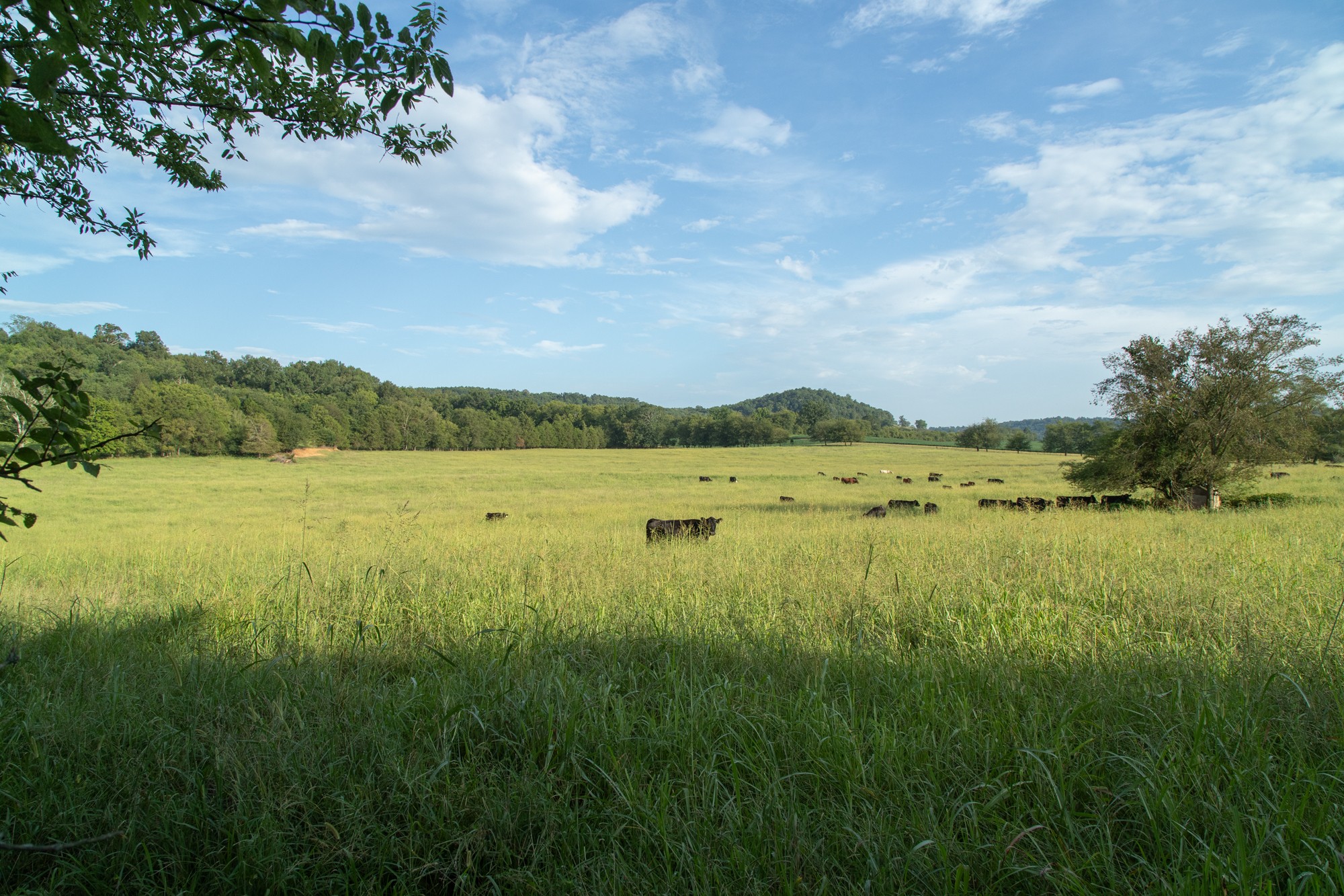 266 Locke Road Pulaski, TN 38478 - Photo 31 of 34 Gallery Image 31
