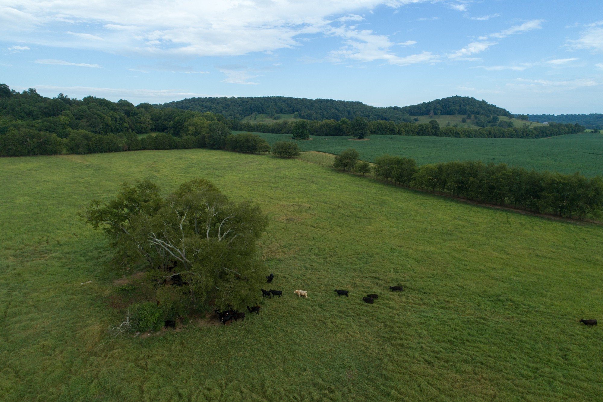 266 Locke Road Pulaski, TN 38478 - Photo 7 of 34 Gallery Image 7