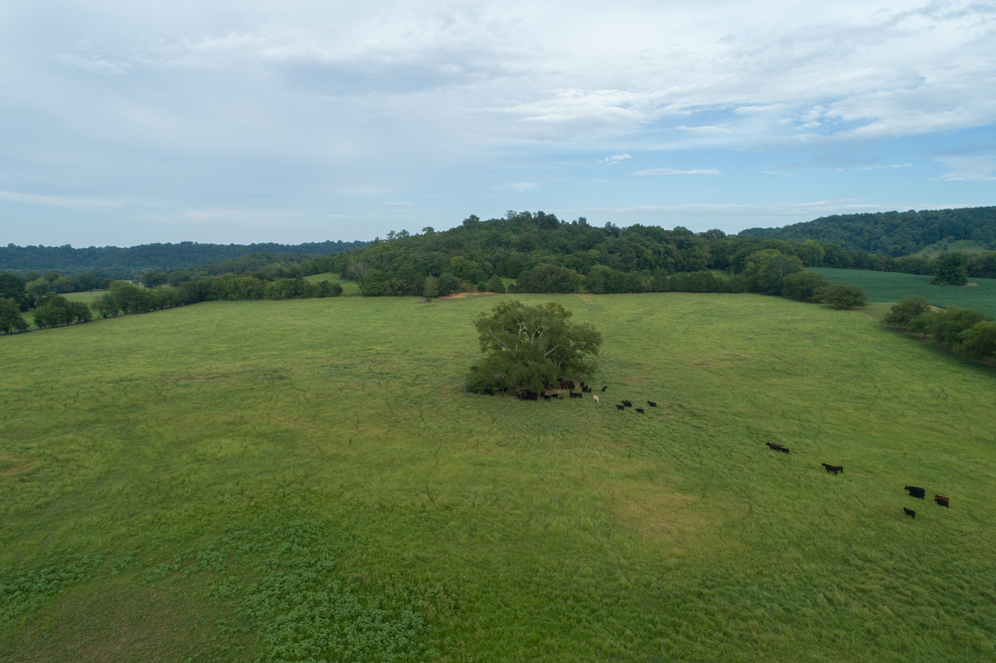 266 Locke Road Pulaski, TN 38478 - Photo 8 of 34 Gallery Image 8