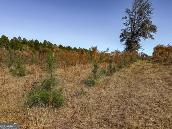 a view of a dry yard with large trees