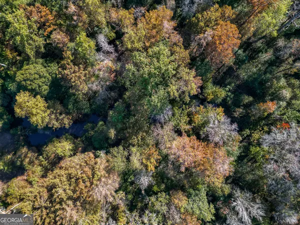 a view of a forest with a tree