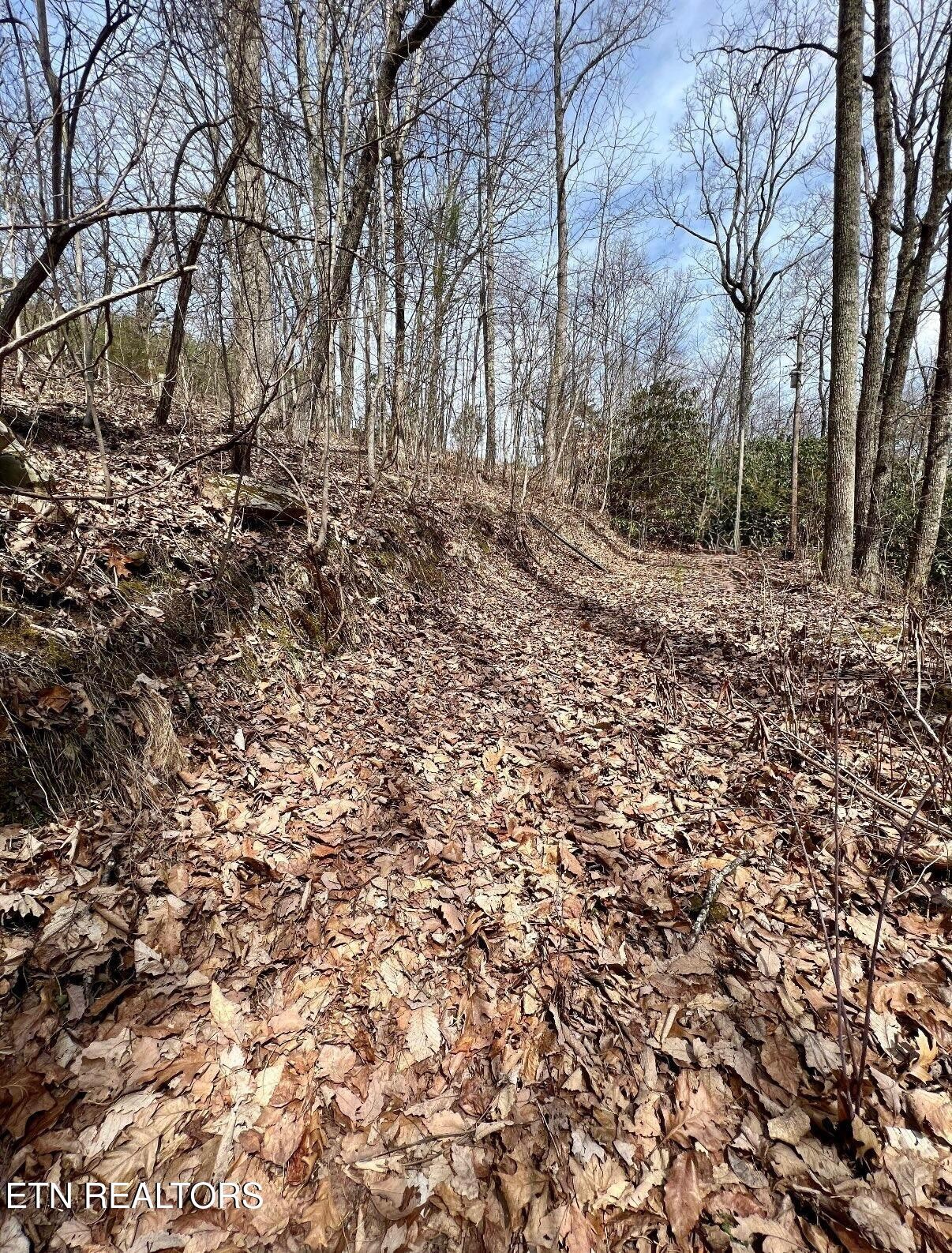 0 Bluff Mountain Road Sevierville, TN 37876 - Photo 4 of 11 Gallery Image 4
