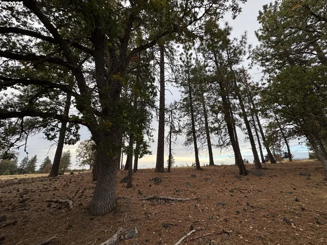 a view of outdoor space with trees