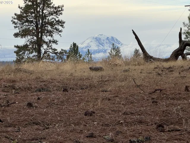 a view of a entertaining space in a forest