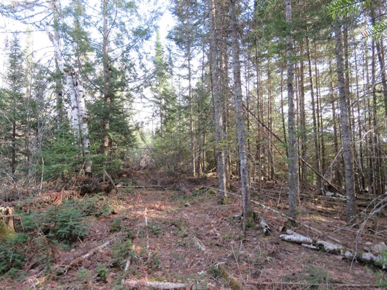 Near Murphy Lake Road Presque Isle, WI 54557 - Photo 10 of 19 Gallery Image 10