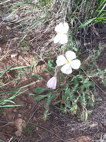 20 Thompson Area Road Green River, UT 84525 - Photo 13 of 18 Mid summer flowers.