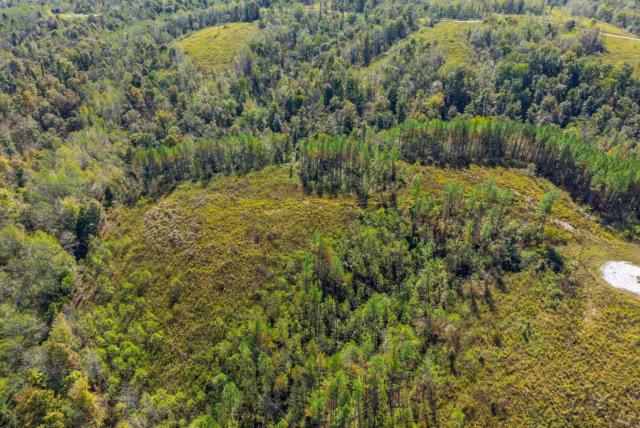 0 Sagebrush Way Dover, TN 37058 - Photo 13 of 24 a view of a lush green forest with large trees