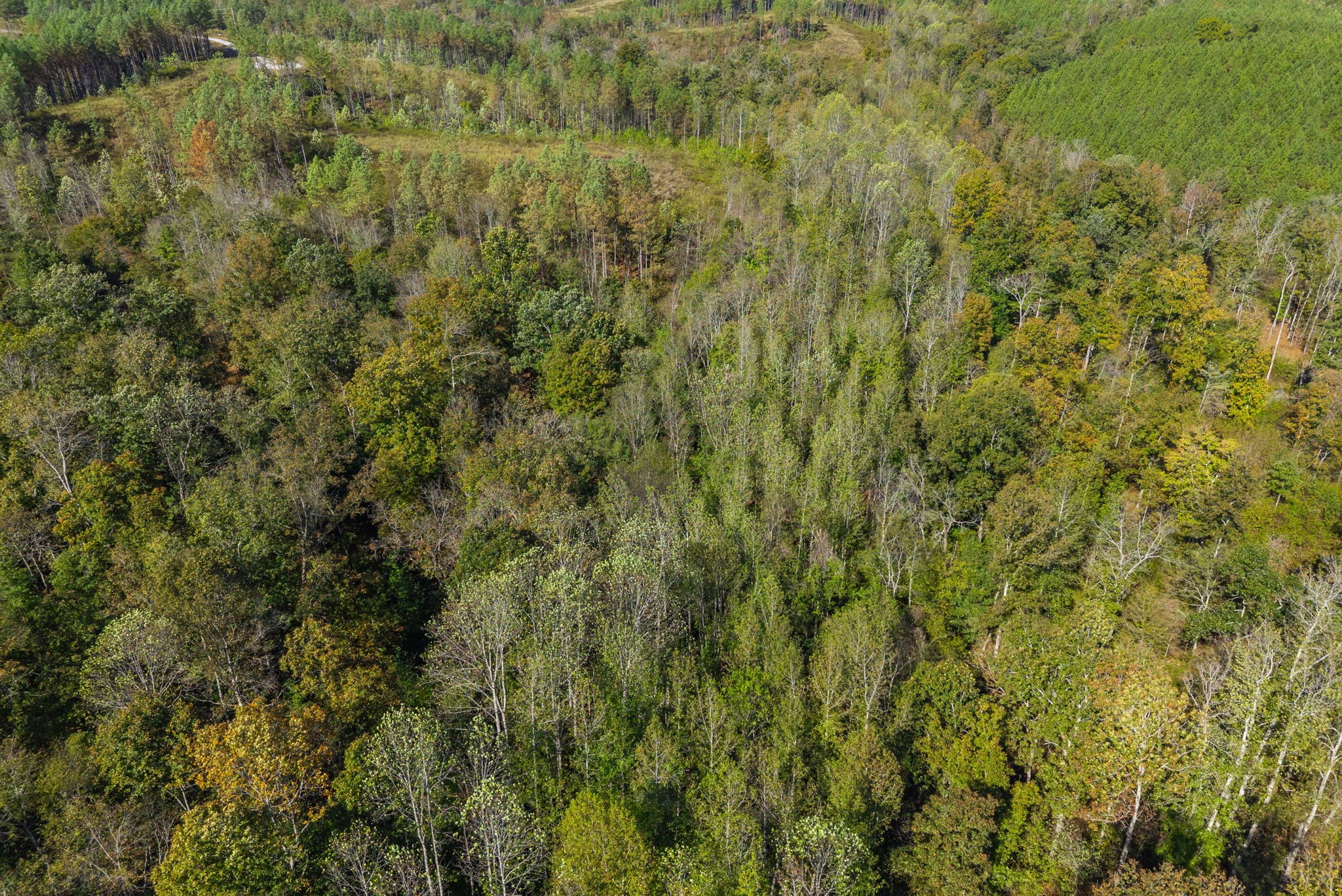 0 Sagebrush Way Dover, TN 37058 - Photo 20 of 24 a view of a lush green forest with large trees