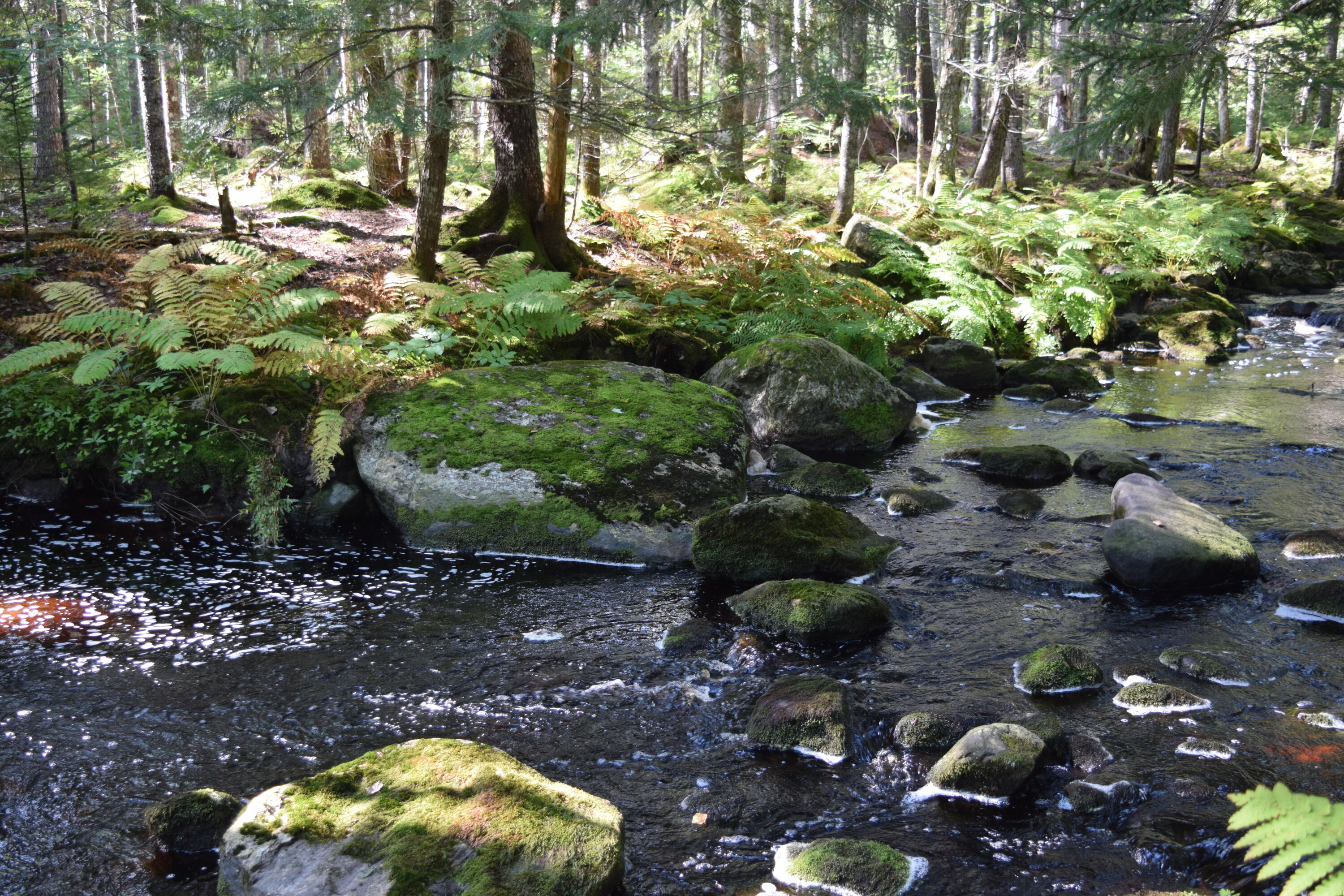 154 Toddy Pond Road Surry, ME 04684 - Photo 29 of 33 DSC_0087