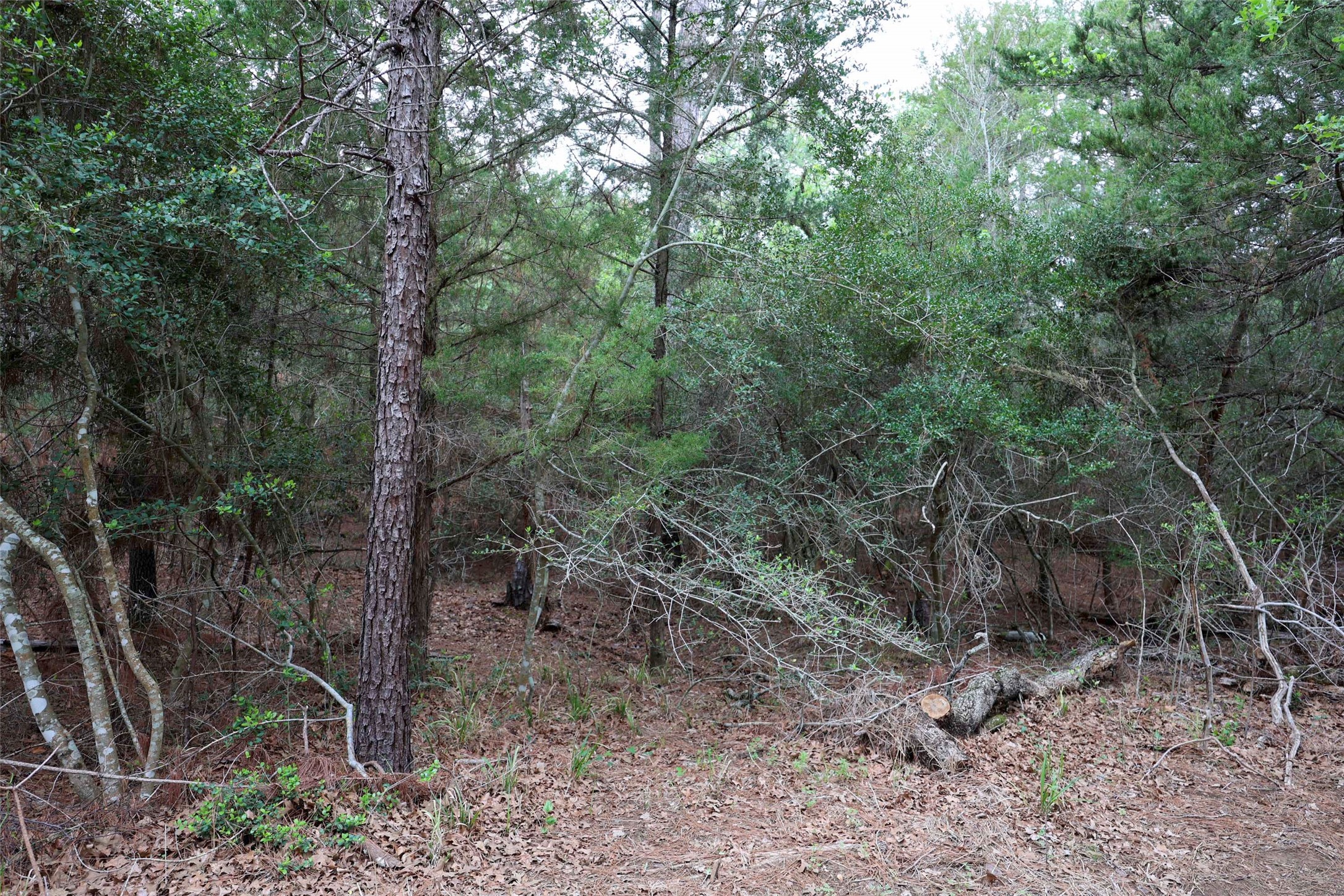 Tbd Red Fox Road La Grange, TX 78945 - Photo 7 of 9