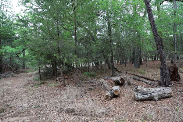 a view of a forest with trees in the background