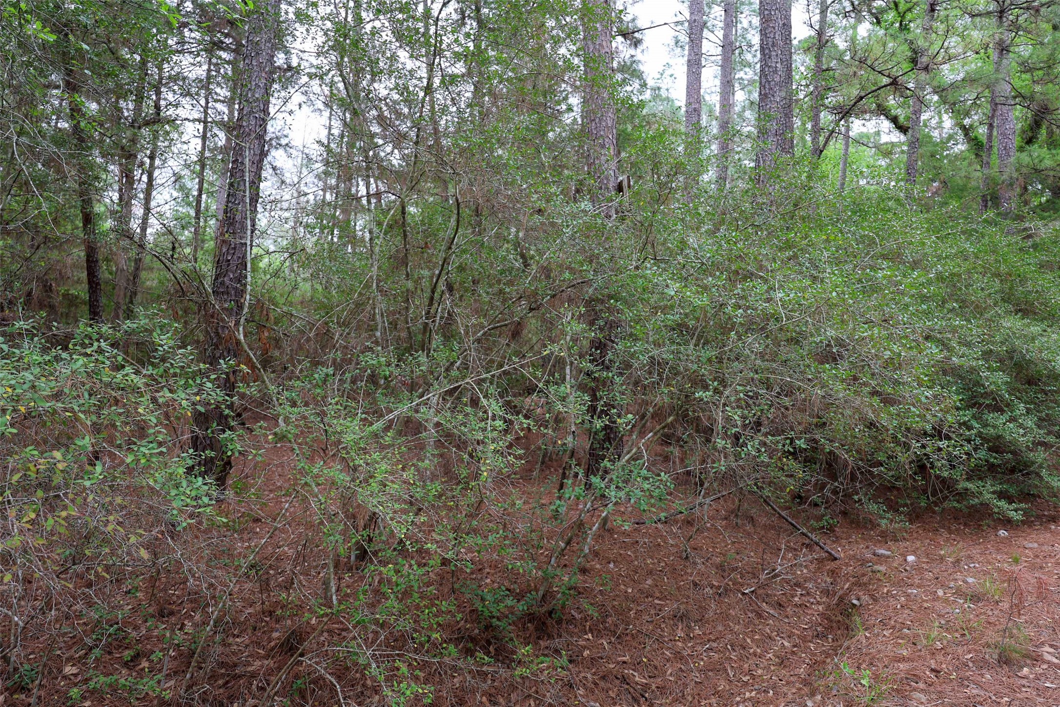 Tbd Red Fox Road La Grange, TX 78945 - Photo 9 of 9